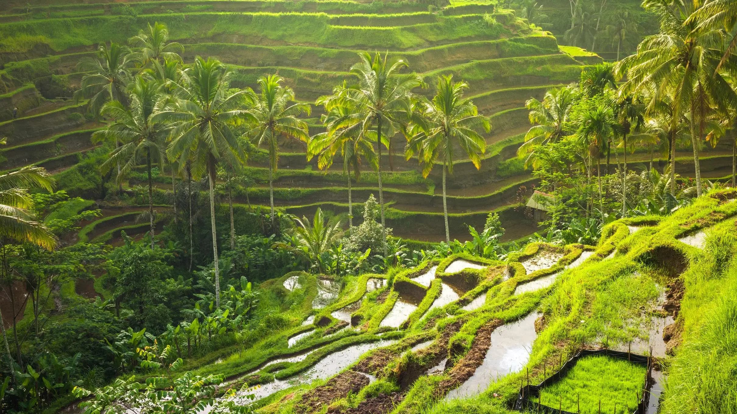Ubud: Rice Terrace & Tirta Empul Temple Tour with Waterfall Image 5