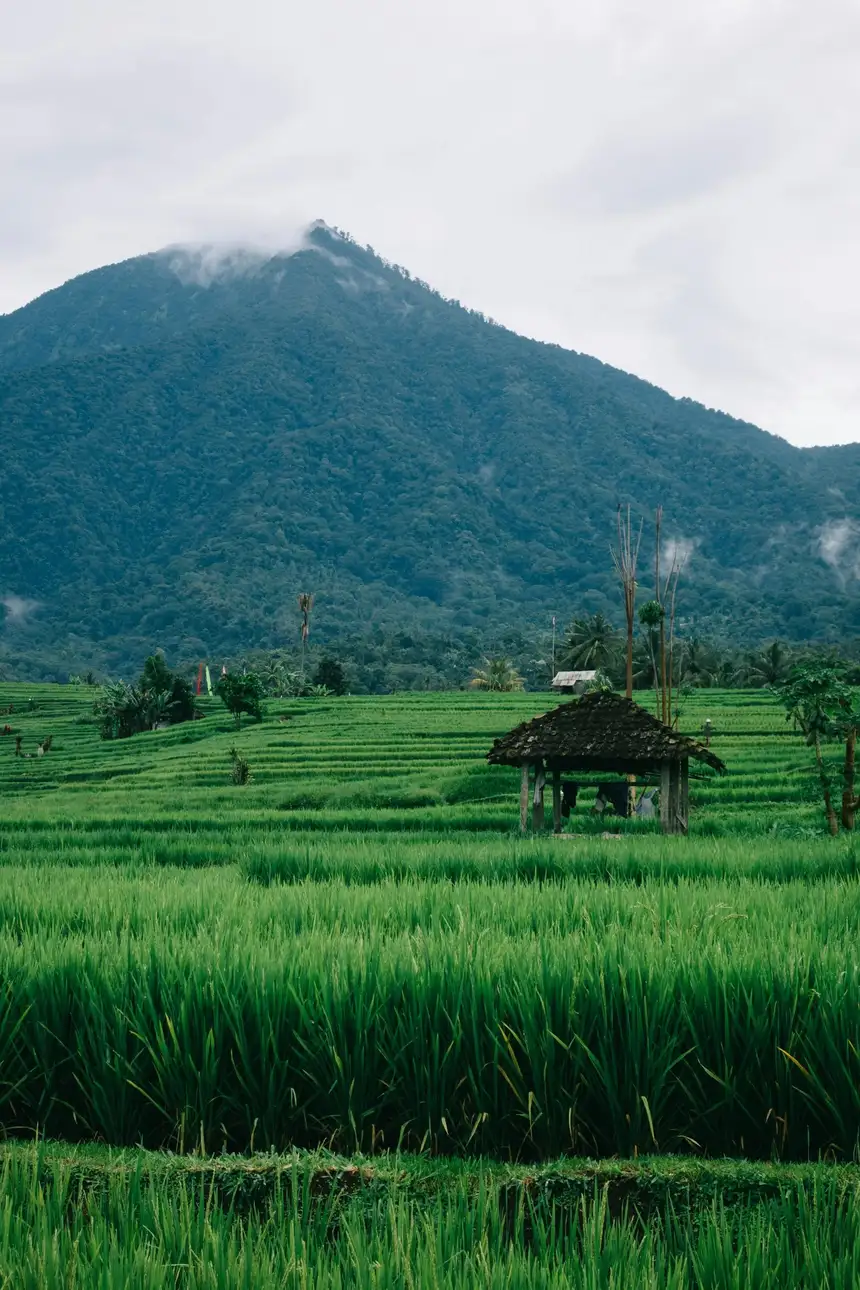 Bali’s Iconic Waterfalls, Rice Terraces Image 8